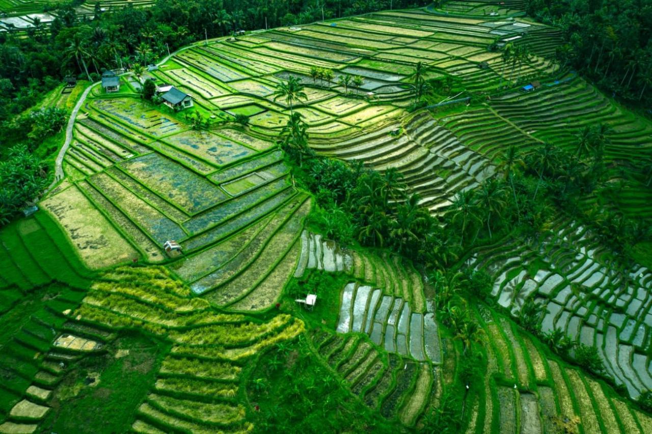 Kubu D'Ume Homestay Desa Desa Jatiluwih Exteriör bild