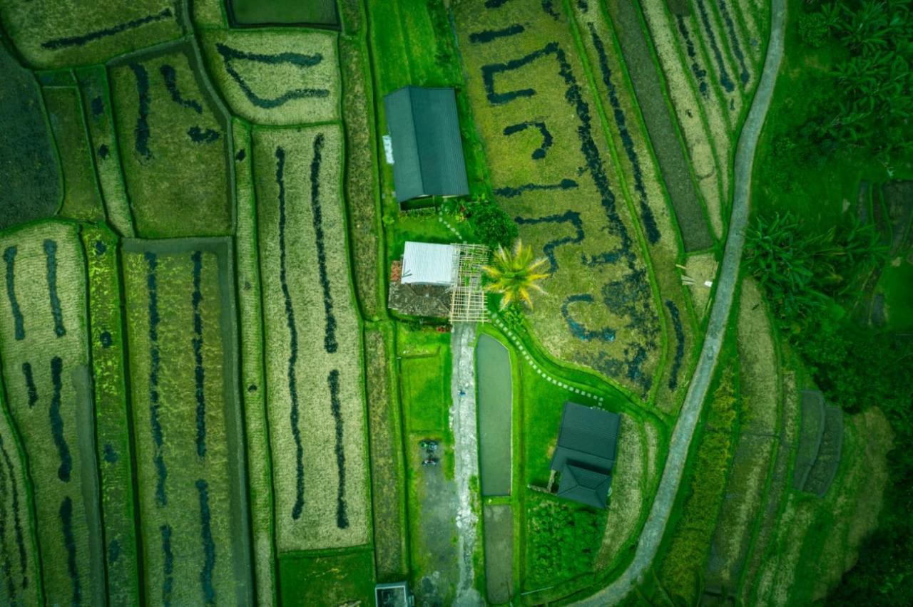 Kubu D'Ume Homestay Desa Desa Jatiluwih Exteriör bild