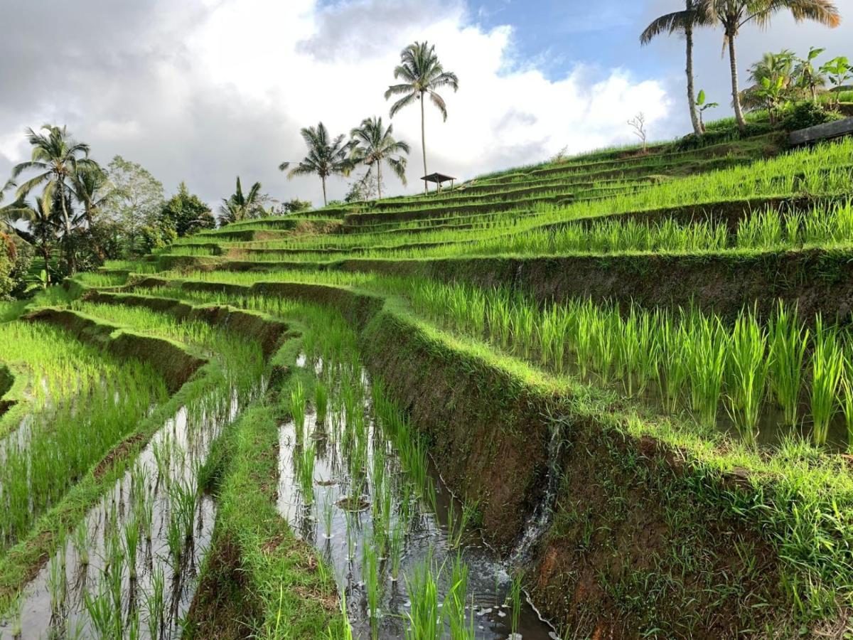 Kubu D'Ume Homestay Desa Desa Jatiluwih Exteriör bild