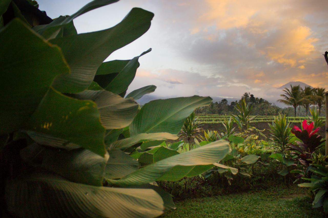 Kubu D'Ume Homestay Desa Desa Jatiluwih Exteriör bild