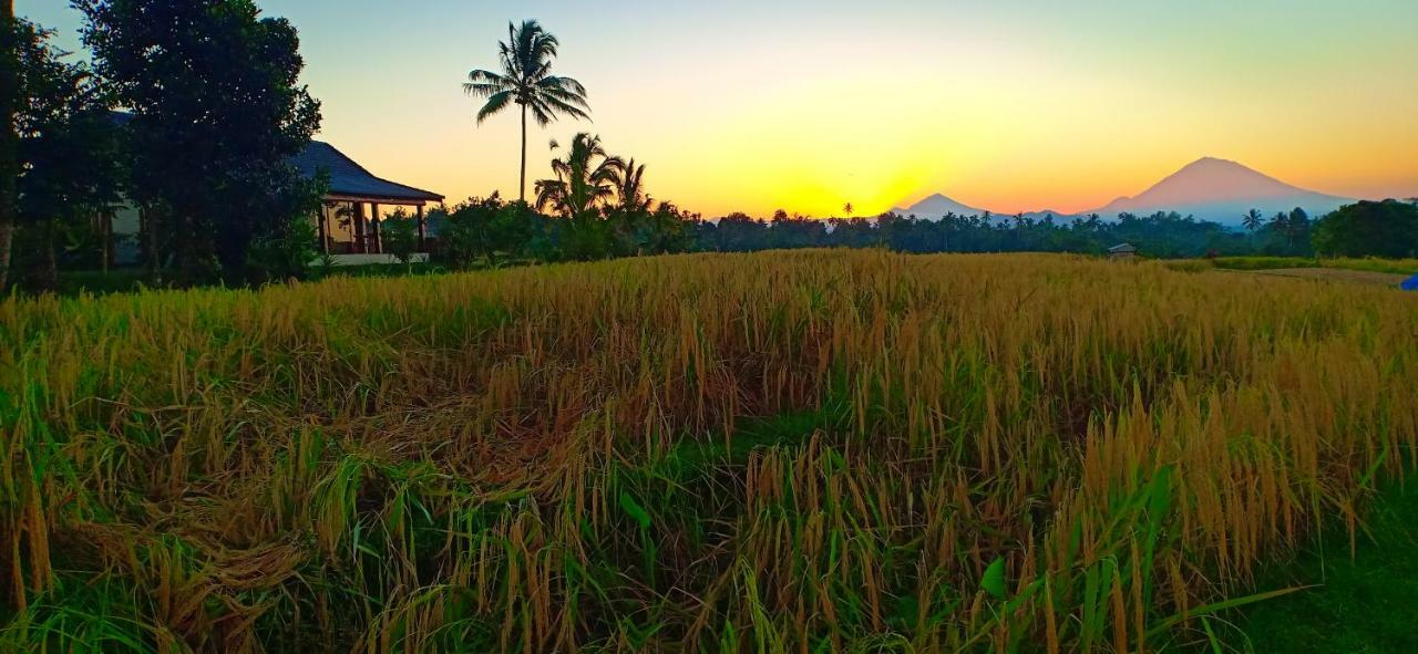 Kubu D'Ume Homestay Desa Desa Jatiluwih Exteriör bild