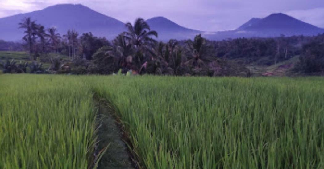 Kubu D'Ume Homestay Desa Desa Jatiluwih Exteriör bild