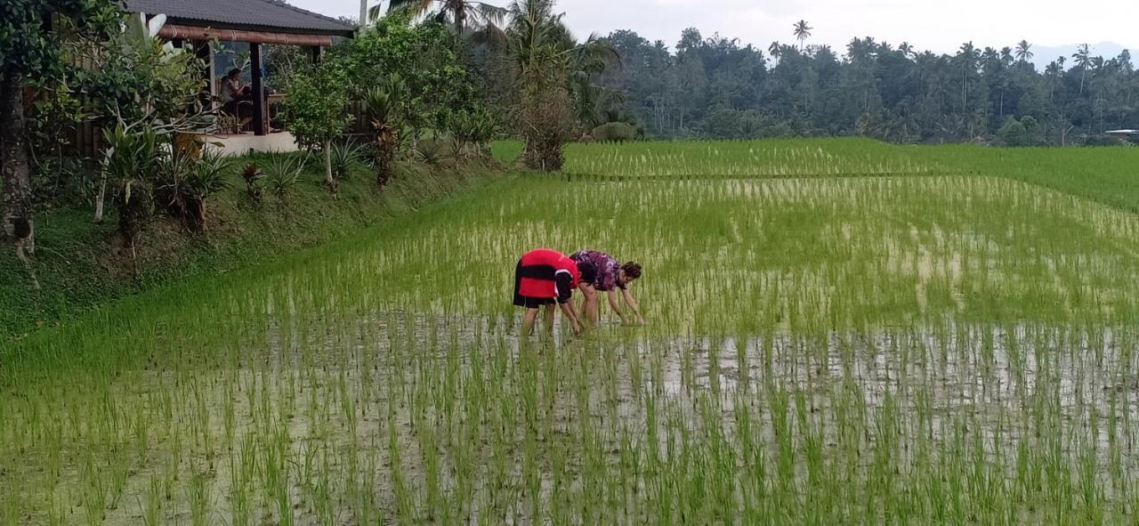 Kubu D'Ume Homestay Desa Desa Jatiluwih Exteriör bild